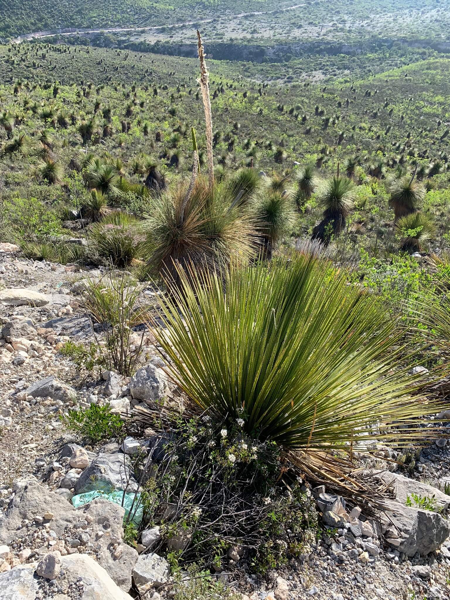 Dasylirion miquihuanense